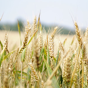 materia prima grano